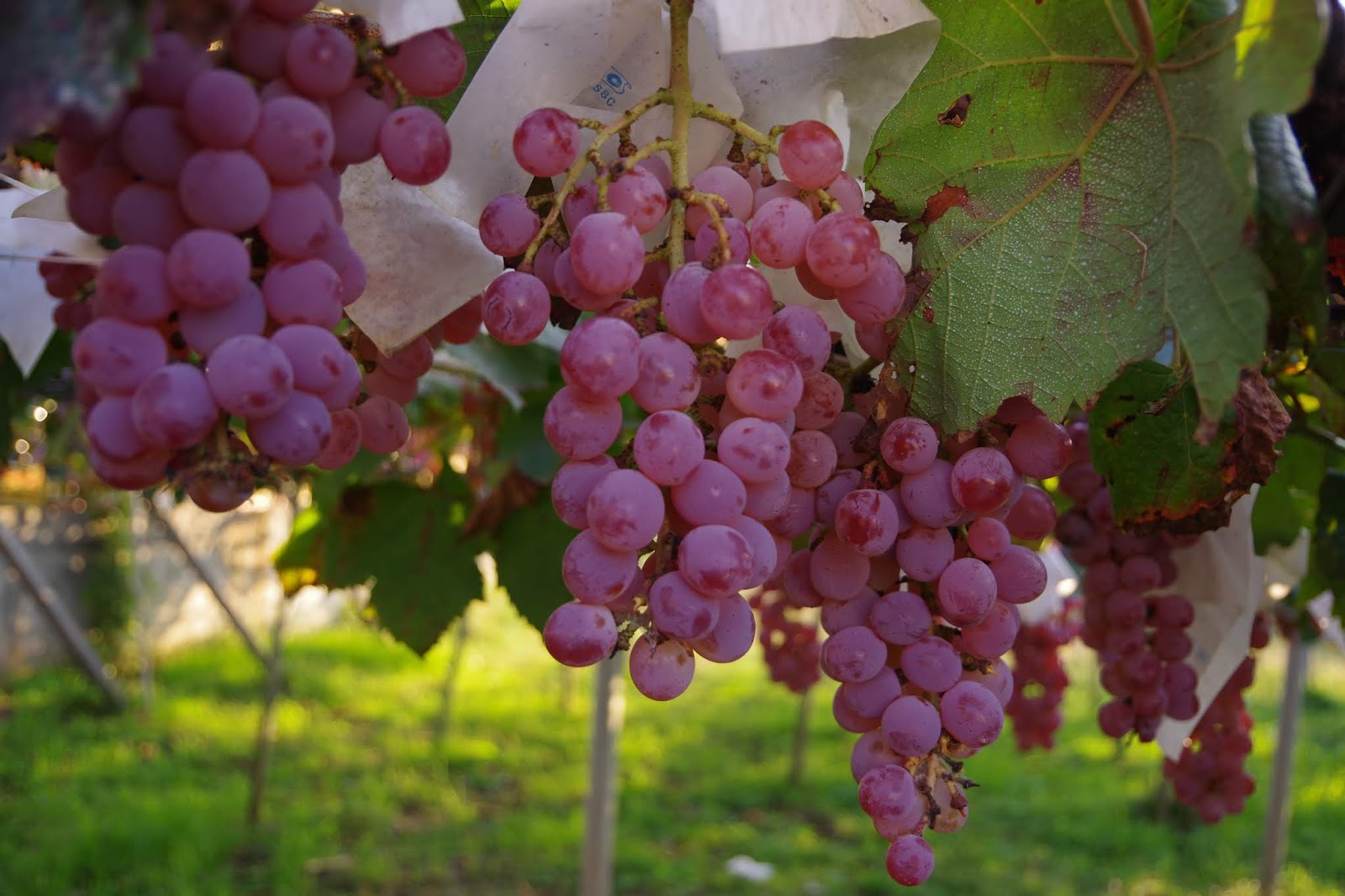 Koshu Grapes, Yamanashi, Japanese Wine - Lumiere Winery